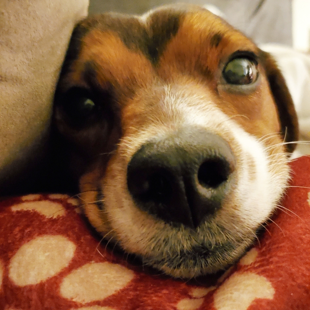 Dog Medical Bills Fundraiser - Picture 6 of 16